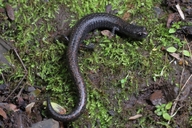 Batrachoseps minor