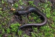 Batrachoseps minor