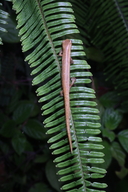 Bolitoglossa striatula