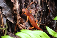 Ensatina eschscholtzii eschscholtzii