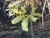 Adiantum aleuticum var. aleuticum
