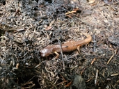 Ensatina eschscholtzii eschscholtzii