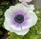 Anemone coronaria