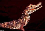 Paleosuchus trigonatus