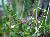 Nuttall's Bedstraw