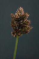 Carex dudleyi