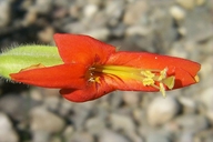 Erythranthe cardinalis