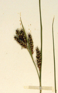 Carex hassei