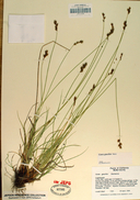 Carex gracilior