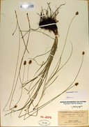 Carex hoodii