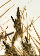 Carex lenticularis var. limnophila