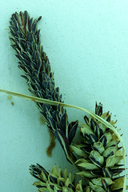 Carex lenticularis var. limnophila