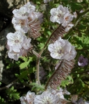 Phacelia cicutaria var. hispida