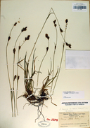 Carex luzulina