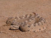 SIdewinder Rattle Snake
