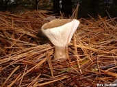 Clitocybe clavipes