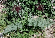 Mojave Desert-parsley