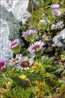 One-flowered Fleabane