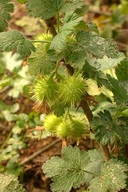 Ribes binominatum