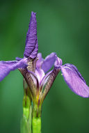 Beachhead Iris