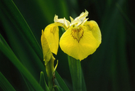 Paleyellow Iris