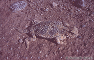 Southern Deert Horned Lizard