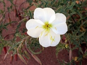 Whitest Evening-primrose