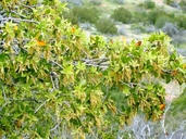 Quercus emoryi