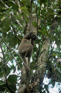 Gray-backed Sportive Lemur