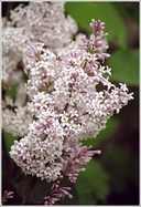 Wolf's Lilac