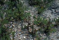 Arctostaphylos viridissima