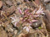 Allium fimbriatum var. mohavense