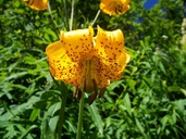 Columbia Tiger Lily
