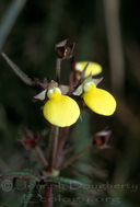 Calceolaria sp.