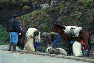 Indigenous family packing for trek home through the paramo of El Cajas National Park high in the Andes of Ecuador.