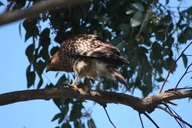 Buteo lineatus