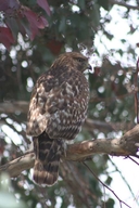 Buteo lineatus
