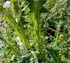 Carduus pycnocephalus