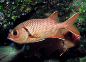 Red Soldierfish