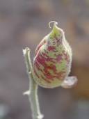 Astragalus lentiginosus var. variabilis