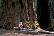 Sequoiadendron giganteum