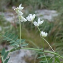 Vicia leucantha