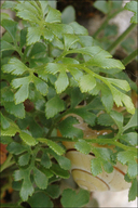 Asplenium ruta-muraria ssp. ruta-muraria