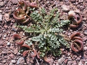 Astragalus amphioxys var. musimonum