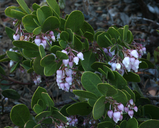 Arctostaphylos densiflora