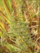Thelypteris palustris var. pubescens