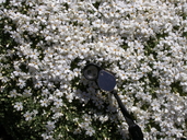 Phlox hoodii ssp. muscoides