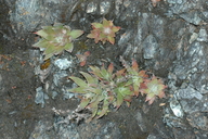 Dudleya abramsii ssp. setchellii
