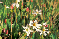 Anemopsis californica