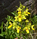 Calceolaria teucrioides